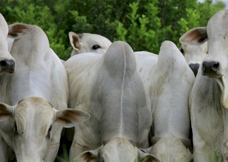 Tecnologia inova plantio de mudas de pastagens