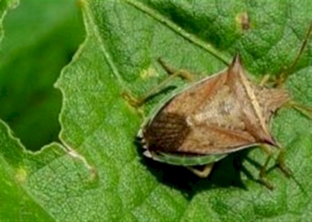Percevejo barriga-verde pode sobreviver entre safras
