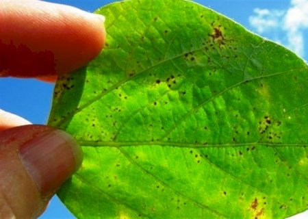 Ferrugem asiática ameaça produtividade da soja