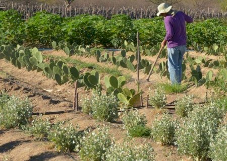 Beneficiários da reforma agrária inscritos em dívida ativa do Crédito Instalação podem renegociar débitos