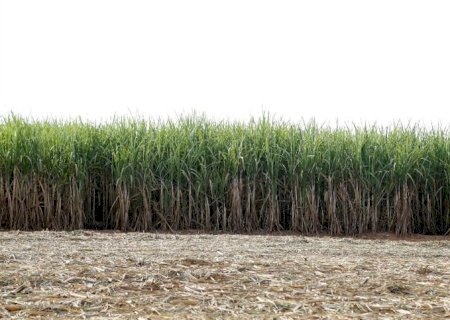 Acordo UE-Mercosul impacta mercado de açúcar