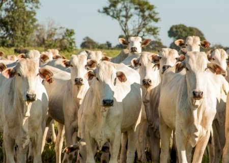 Controle de bernes: Estratégia essencial na pecuária
