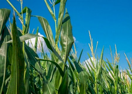 Conheça os nutrientes essenciais para a produção de milho
