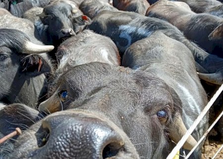 Brasil conquista mercado no Egito com exportação de carnes e miúdos de búfalo