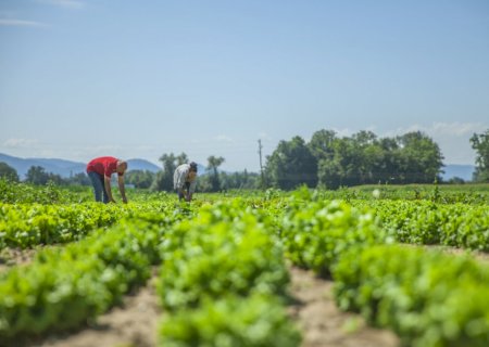 Governo lança passaporte eletrônico para exportação de produtos vegetais