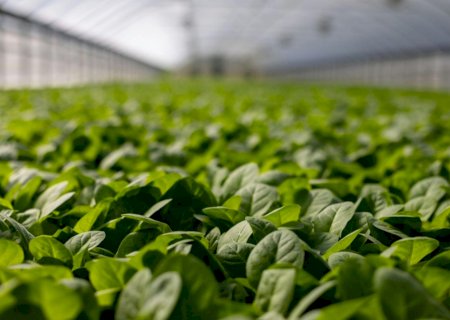 Agro está “morno', mas com expectativas de crescimento 2025 