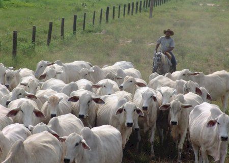 Boi gordo: preços seguem avançando no país; confira