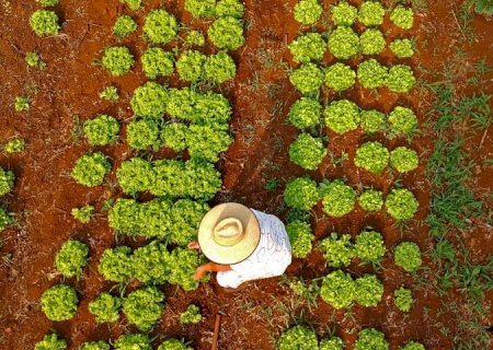 Confira o resultado: programa qualificará recém-formados de MS para atuar na agricultura familiar