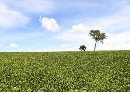Mais de 70% das lavouras de soja apresentam boas condições de desenvolvimento, atesta Projeto Siga/MS