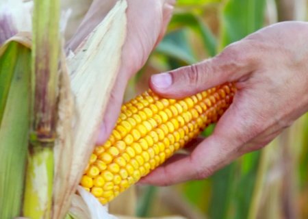 Venda de milho à agricultura familiar cresce 70% em 2024