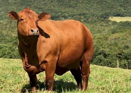 Pastagens avançam com chuvas e insolação favoráveis