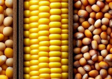 Mercados agro: Soja, milho e trigo em queda