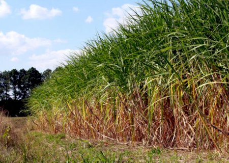 Produção de cana mais limpa: nova lei beneficia o meio ambiente e os produtores