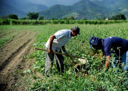 Agricultura familiar: programas aumentam renda de produtores em até 106%