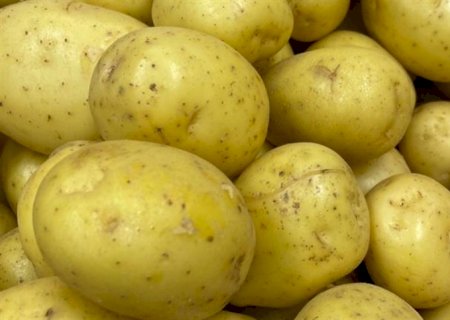 Biofertilizante de alga revoluciona a agricultura