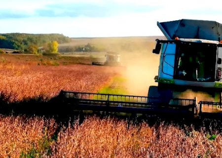 Cenário global da soja aponta trajetória baixa para 2025