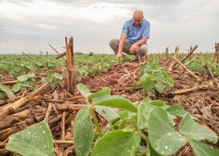 Atraso no plantio da soja; consequências e prejuízos na safra do milho