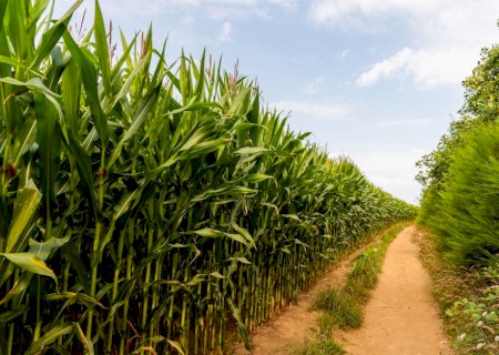 Síndrome da murcha da cana ameaça produtividade em 30% das áreas cultivadas no Brasil