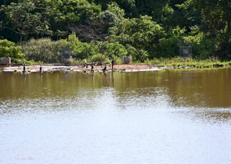 Desassoreamento do lago de contenção chega a 80% e já repercute no ecossistema do Parque das Nações Indígenas