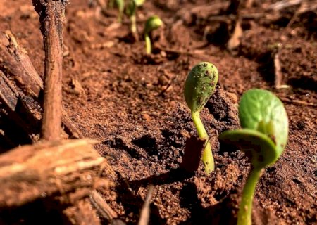 Safras eleva previsão de produção de soja do Brasil e vê vendas em 35% do total