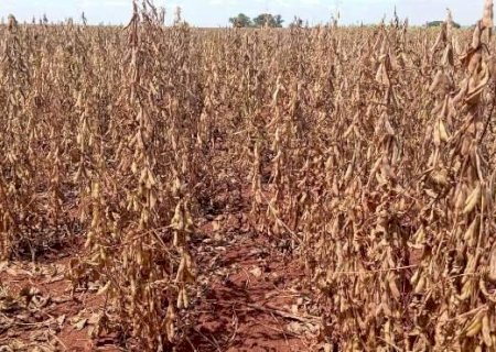 Seca afeta quase 40% das lavouras de soja e compromete produção em MS