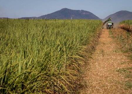 Cana: novas variedades aumentam rendimento e lucratividade em até 37%
