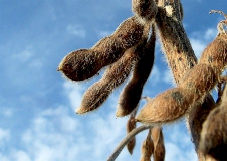 Defensivos biológico: produtividade para soja