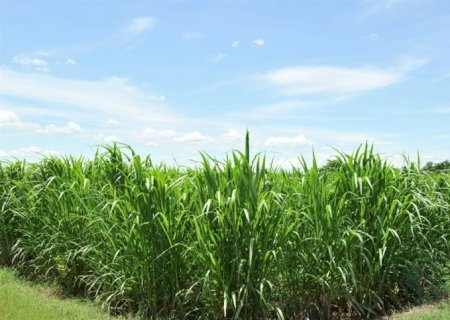 Cana-de-açúcar no Brasil alcança terceira maior safra