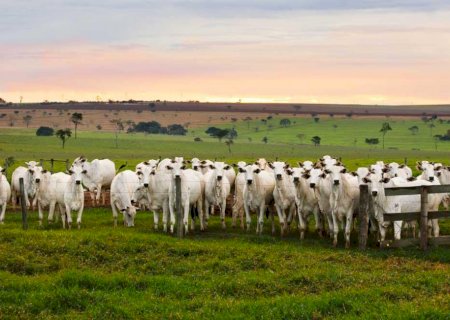 Escore corporal é a chave para alta taxa de fertilidade das vacas na estação de monta; entenda