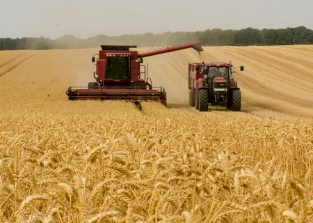 Brasil se mantém refém de trigo importado, mas volume de exportação quase foi recorde