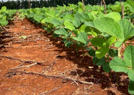 MS tem 38% da área plantada em 2024/25 de soja afetada por falta de chuva