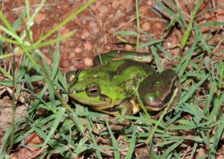 Mais de 80% dos anfíbios do Pantanal podem perder seus habitats até 2100