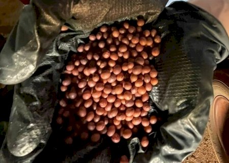 Inoculação de bactéria pode “salvar' a soja?
