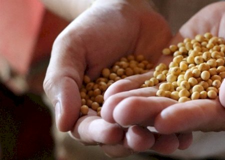 Semeadura de soja avança com preocupações locais