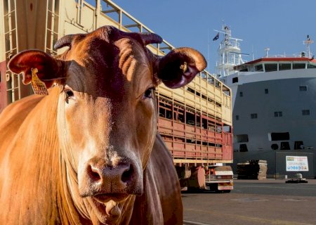 Brasil exporta 1 milhão de cabeças de gado vivo; recorde histórico