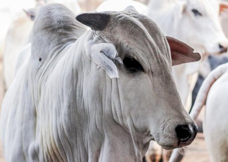 Mercado do boi gordo tem forte queda nos preços da arroba; veja cotações