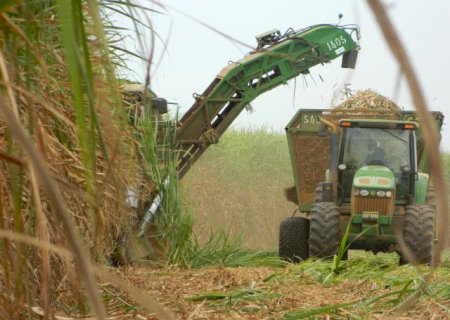 Relatório aponta queda de 26% na moagem de cana na safra 2024/25