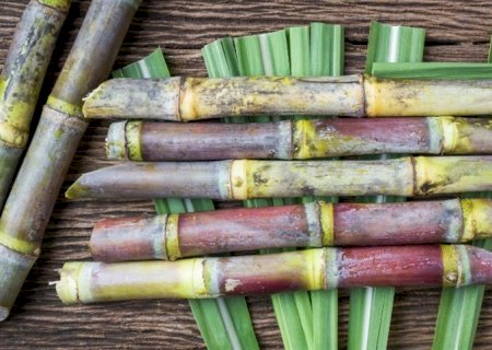 Cultivo de cana ganha força com clima favorável