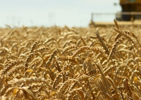 Agricultura de precisão garante eficiência do trigo