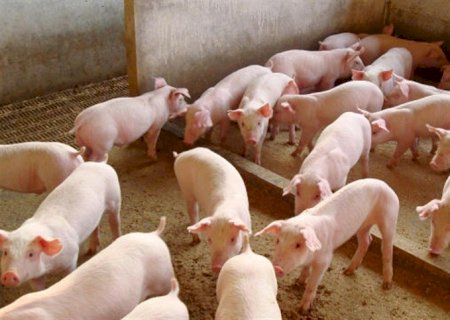 Produção de suínos cresce 15% em dois anos em MS