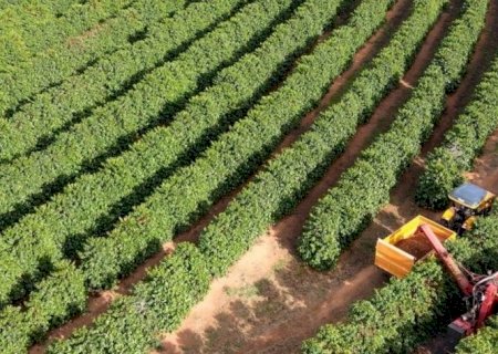 Safra de café do Brasil deve cair 1,8% em 2025