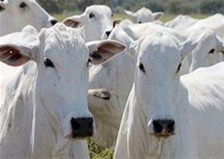 Feijão guandu se destaca para alimentação animal