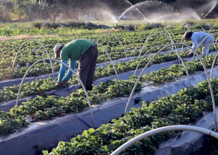 Desenrola rural prevê descontos de até 96% em dívidas de agricultores