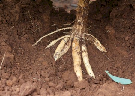 Praga atinge lavouras de mandioca no norte do país e acende alerta em MS