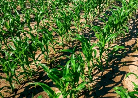 Soja, milho e trigo: Clima, tarifas e tendências