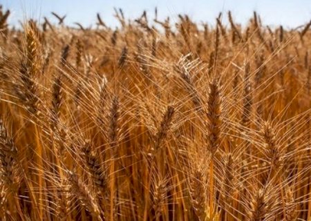 Brasil começa o ano com oferta reduzida de trigo