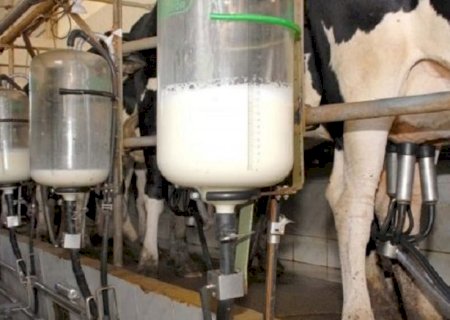 Governo de MS inicia programa para melhorar rebanho e aumentar produção de leite