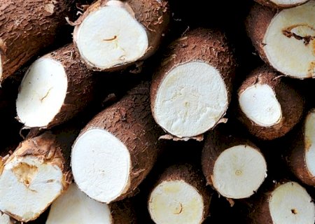 Produção de mandioca avança com clima favorável