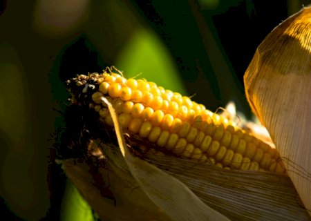 Vendas diretas no agro devem dobrar em 2025
