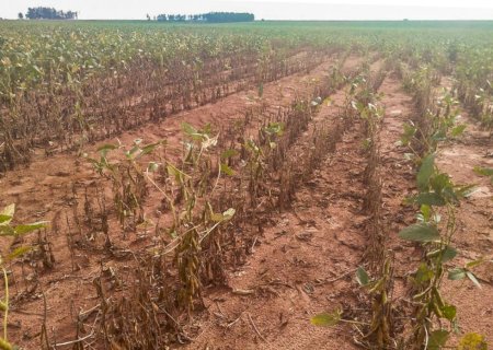 Falta de chuva afeta a produção de soja e perdas já passam dos 60%